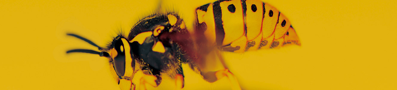 THE WASP 이미지